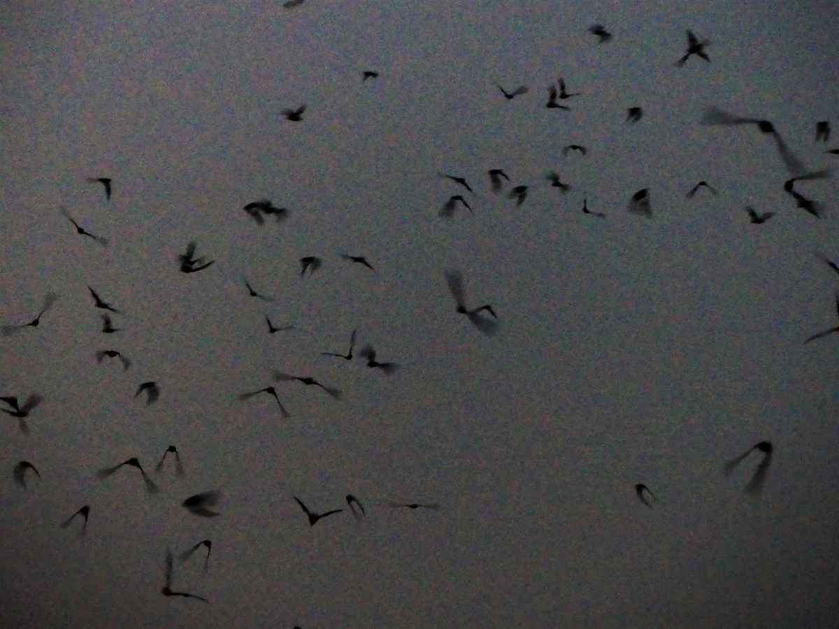 bat sky.jpg