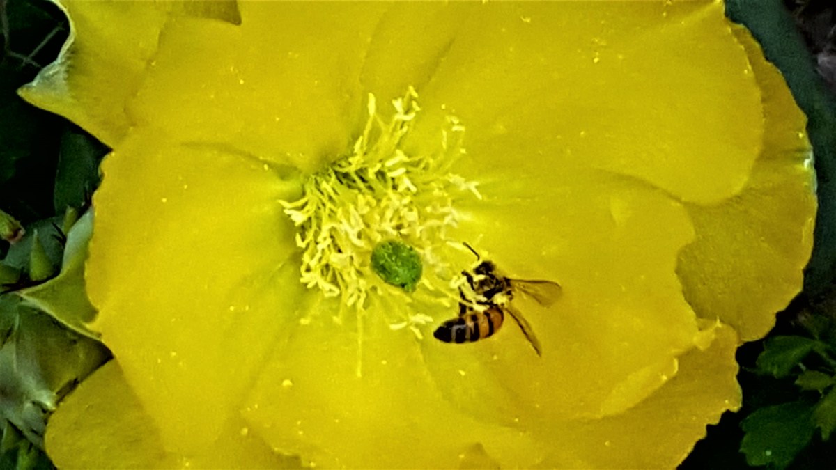 cactus bee.jpg