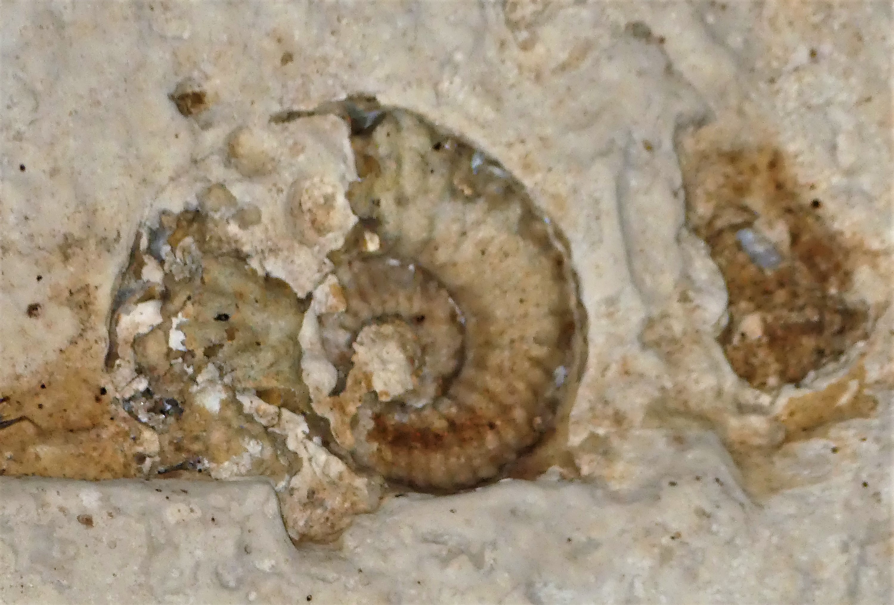 nautilus fish fossil