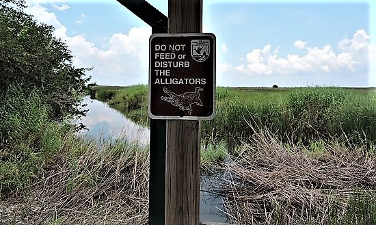 no feeding gators (2).jpg