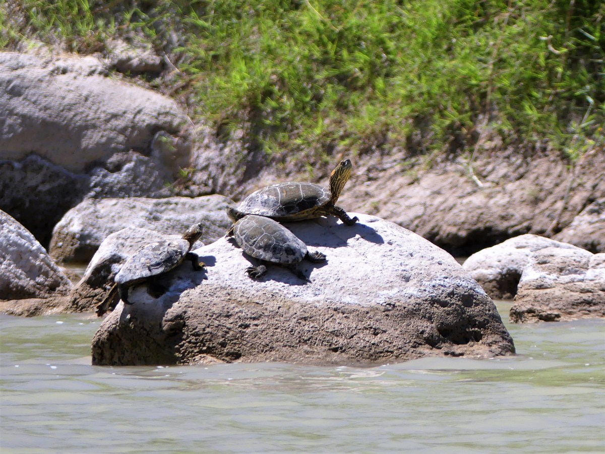 Basking turtles