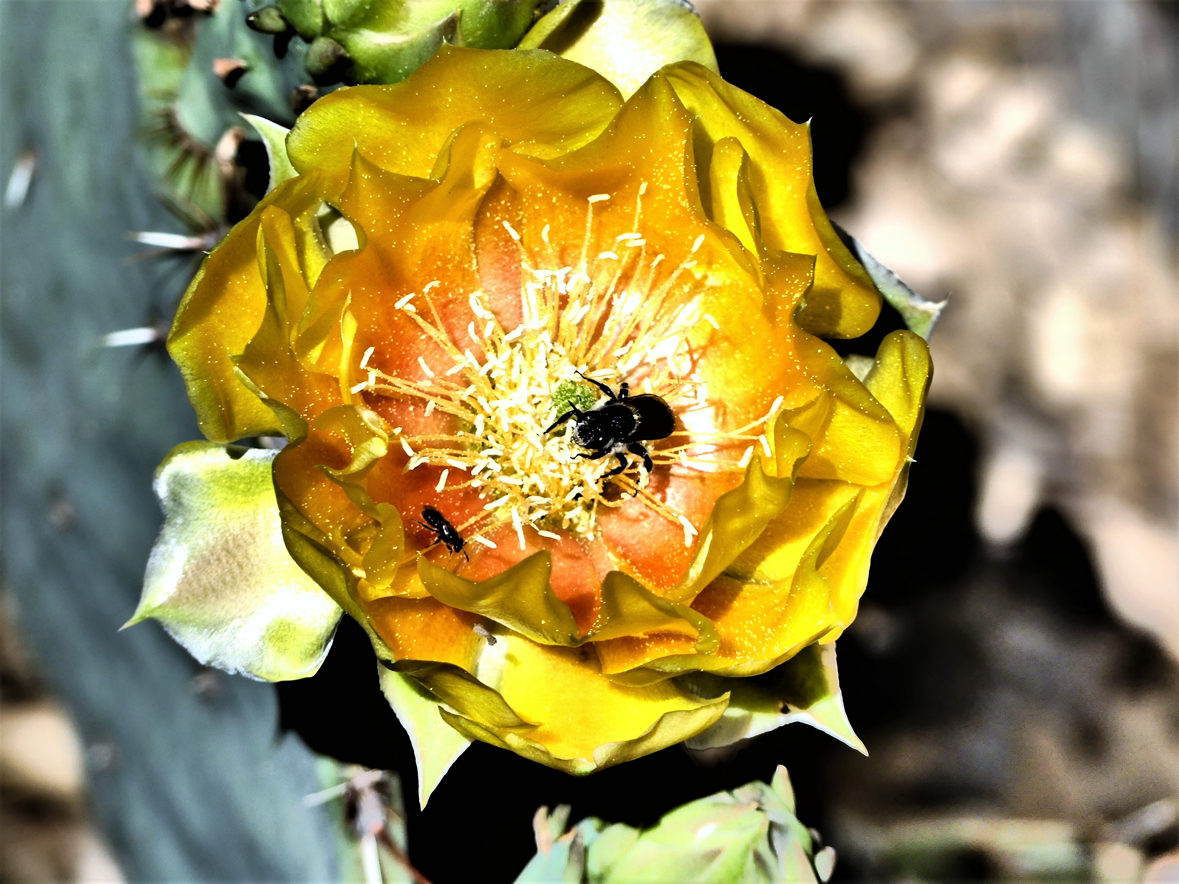 prickley pear blossom