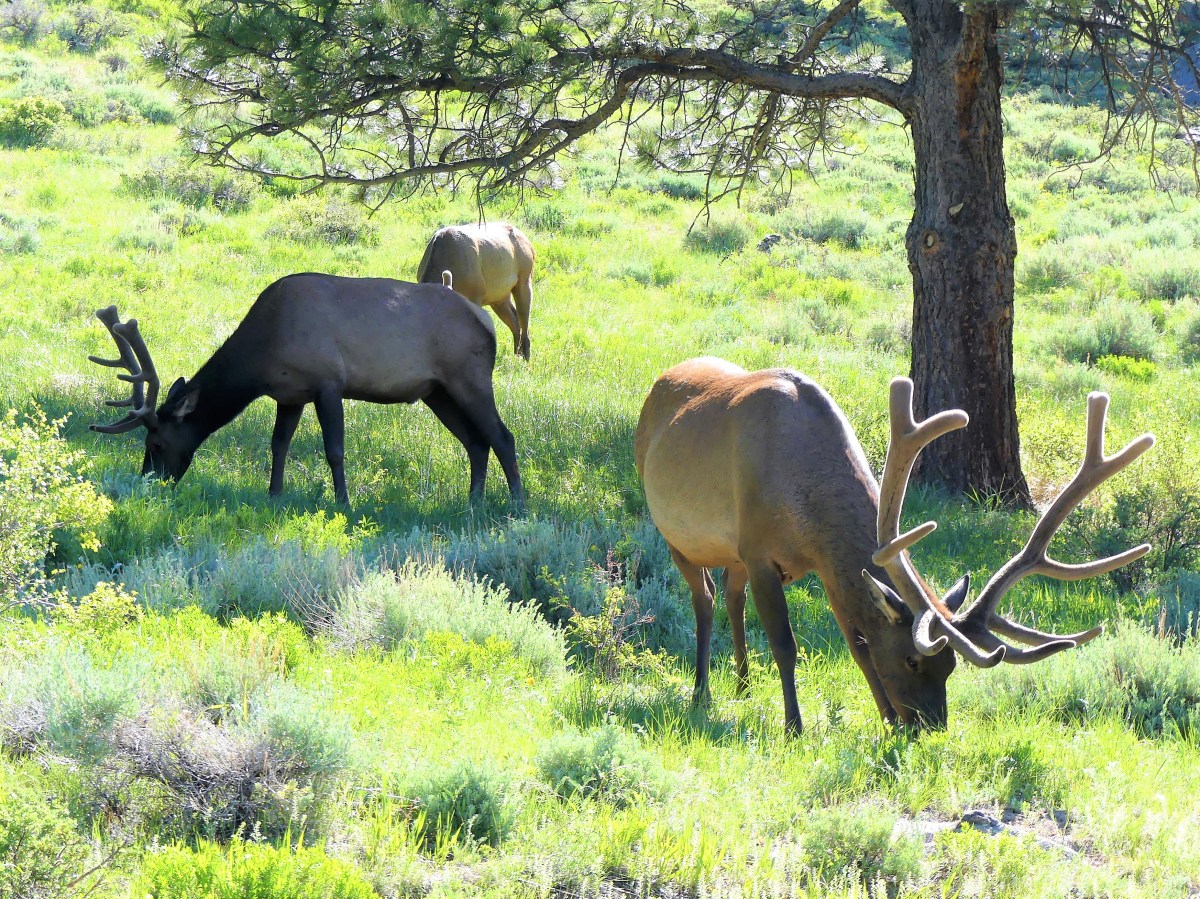 3 elk