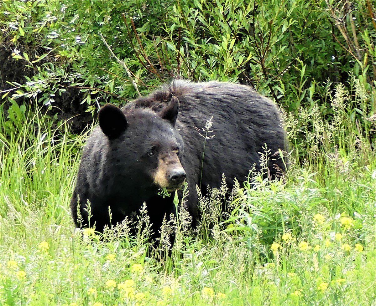 black bear dinner