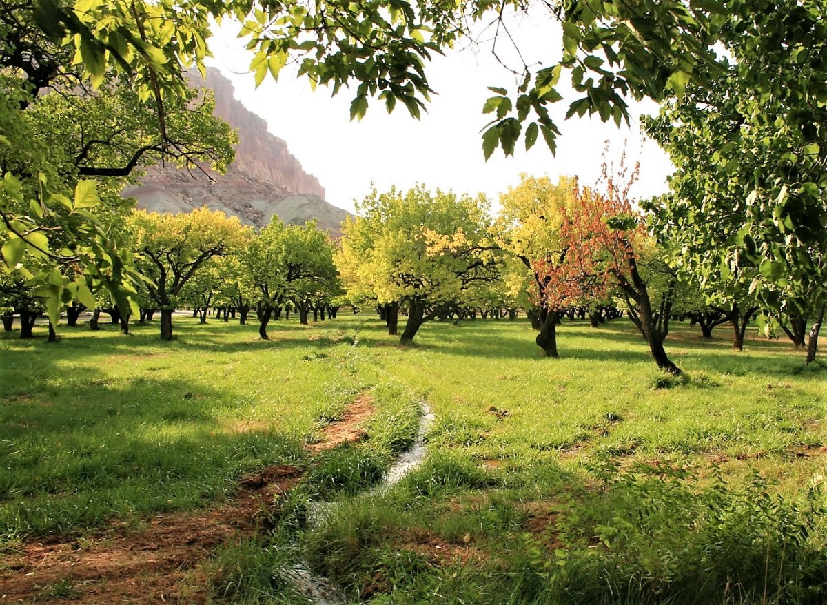 Capitol Reef orchard (2)