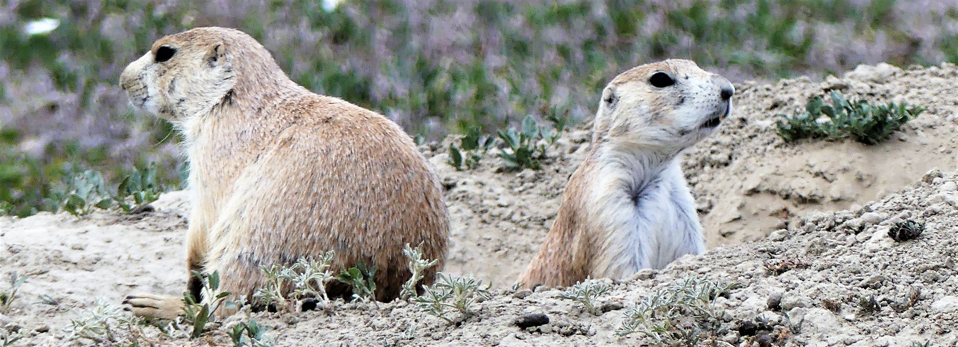 prairie pups