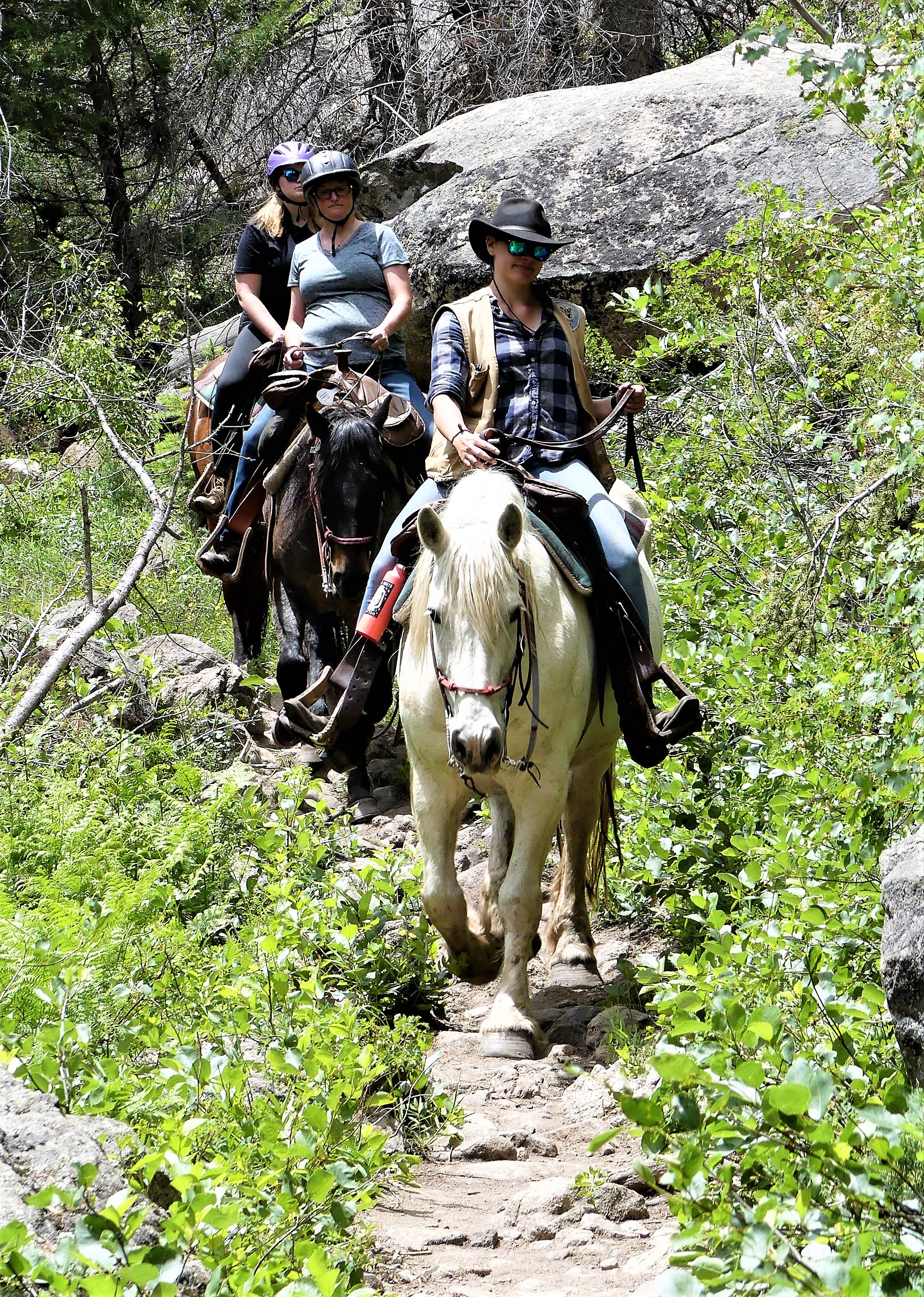 trail horses cub lake