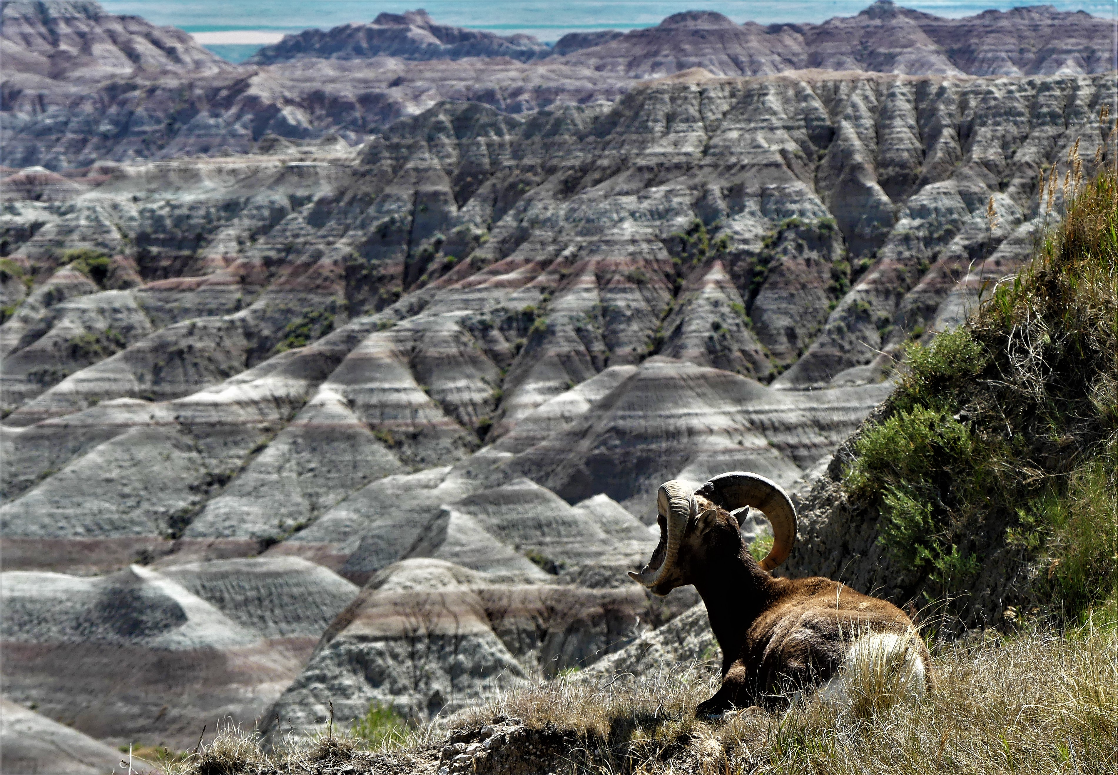 bighorn sheep look out