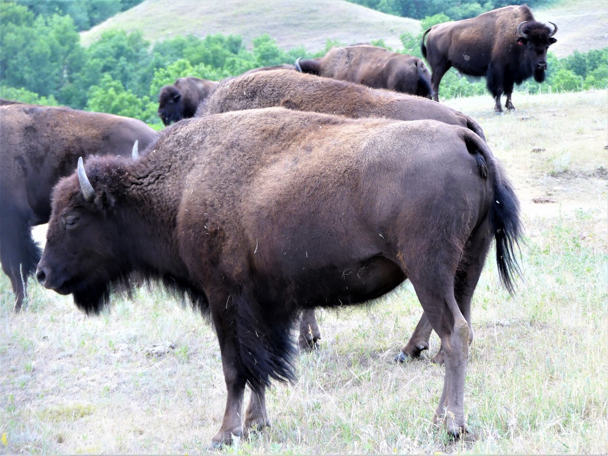 bison herd
