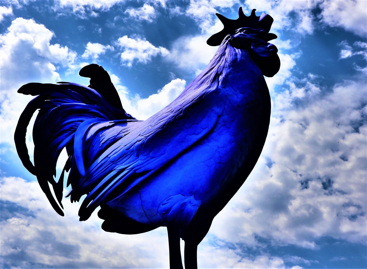 Blue Rooster