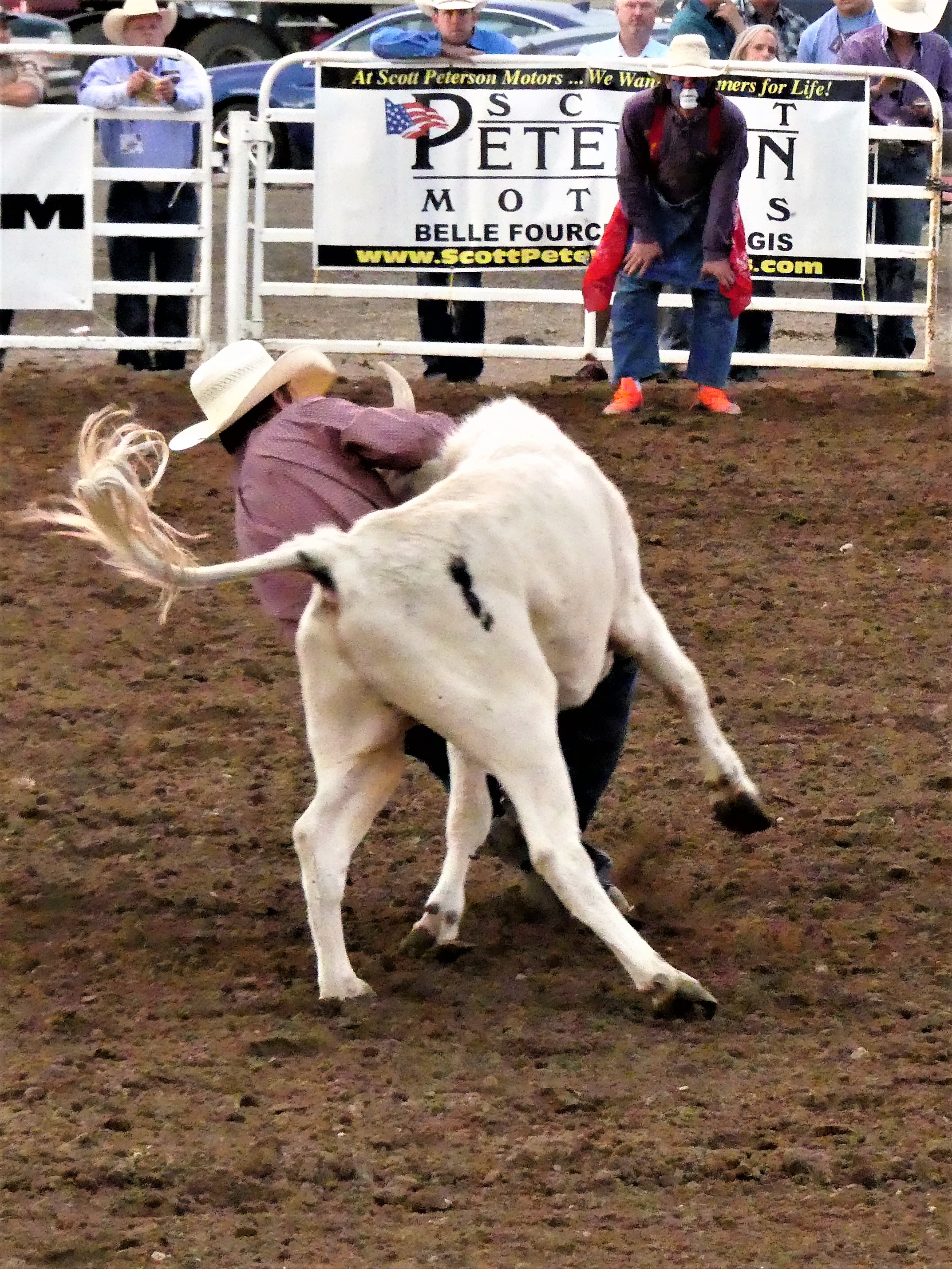 steer wrestler