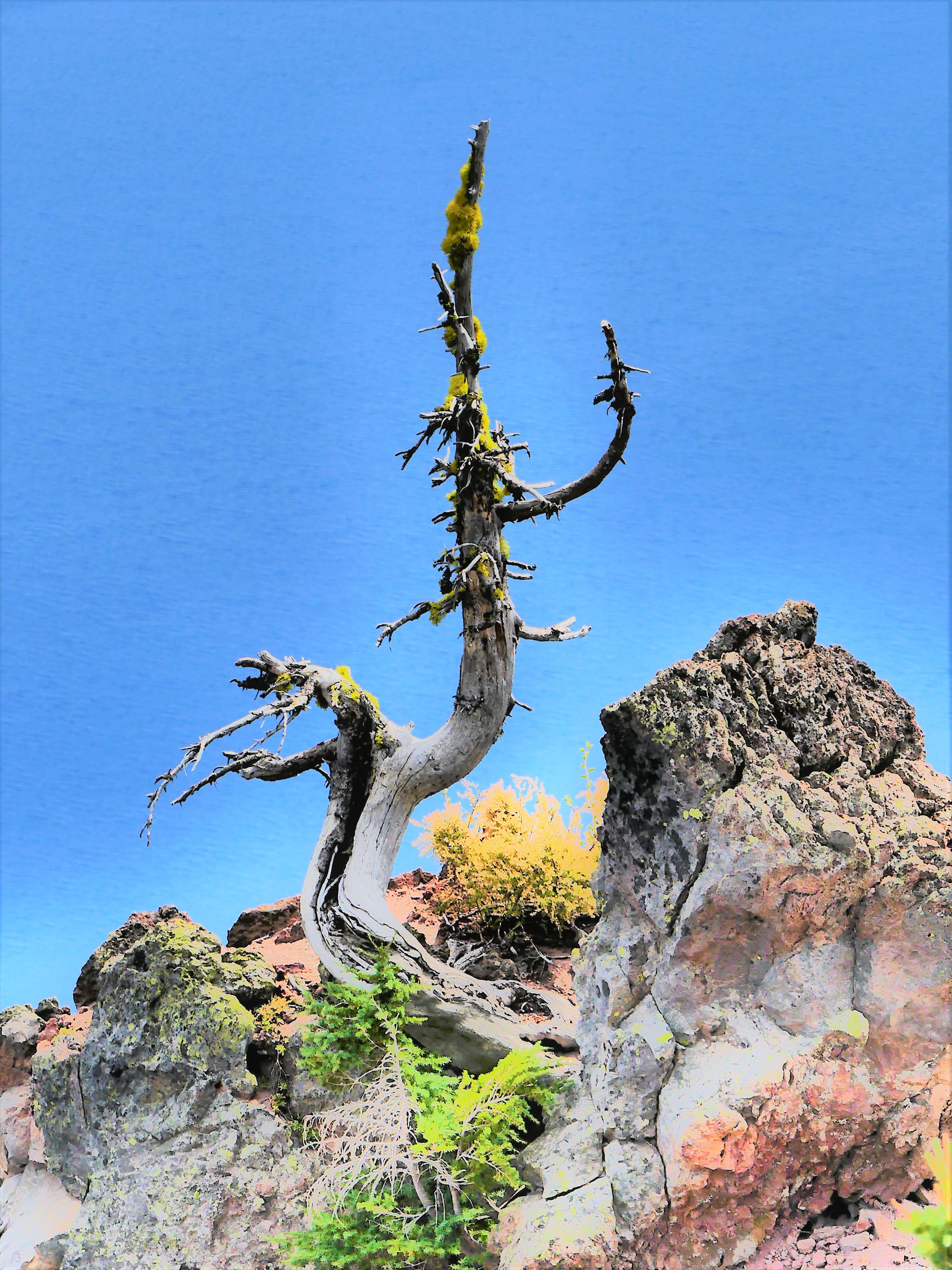 a tree with an idea1