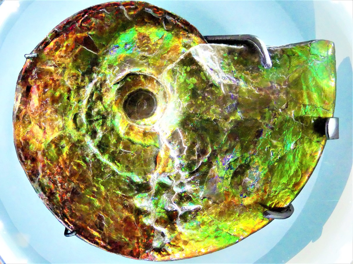 ammonite (2)