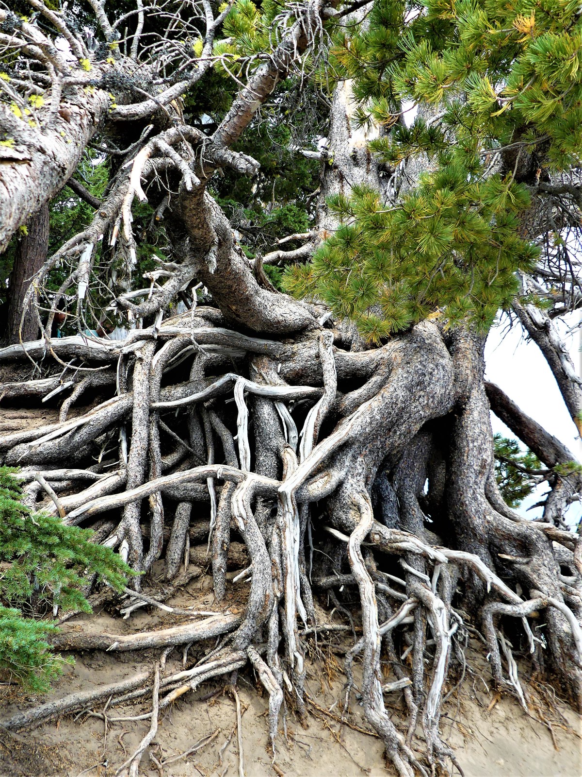 arms ans legs and limbs