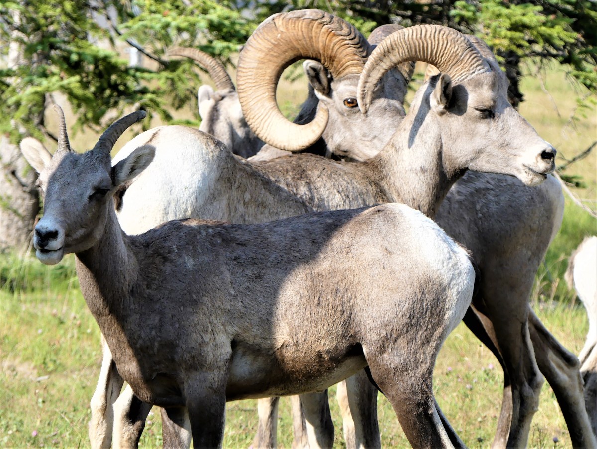 bighorn herd