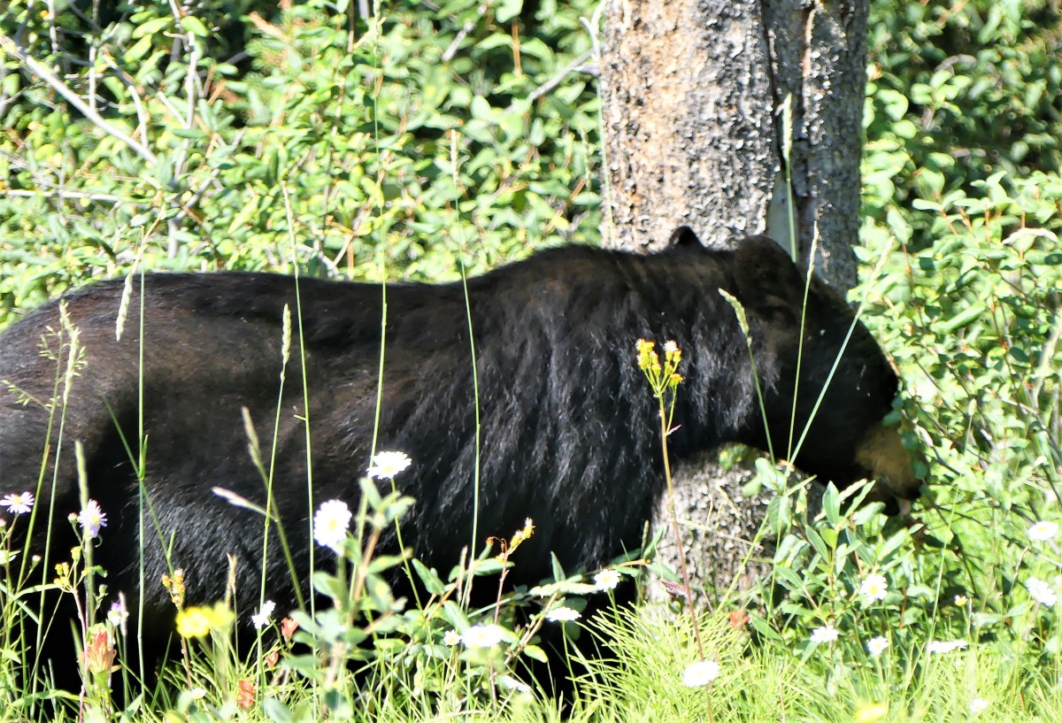 black bear