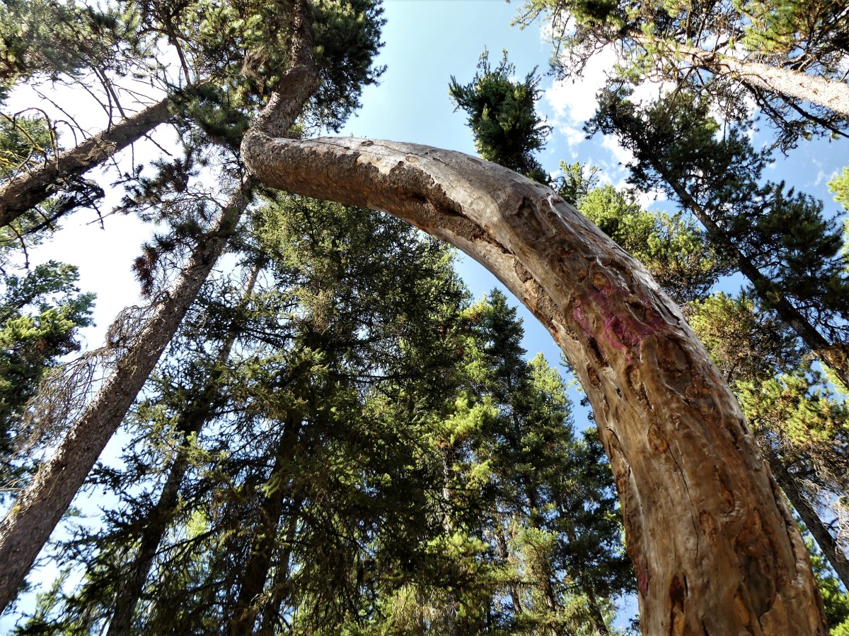 bow tree Johnson Canyon