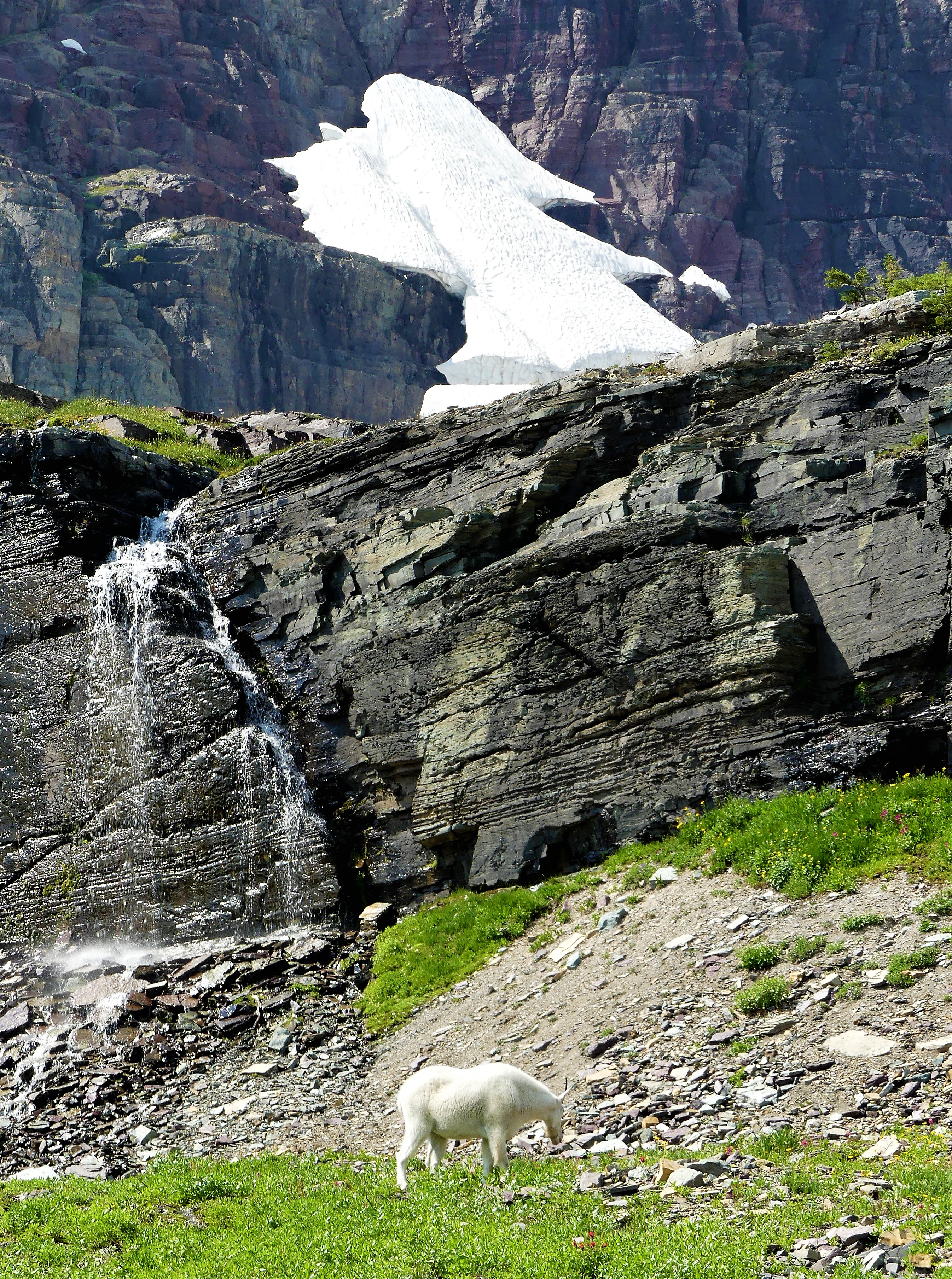 grazing by a glacier