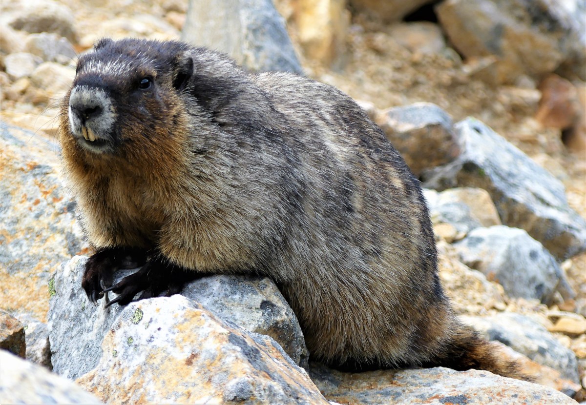 marmot