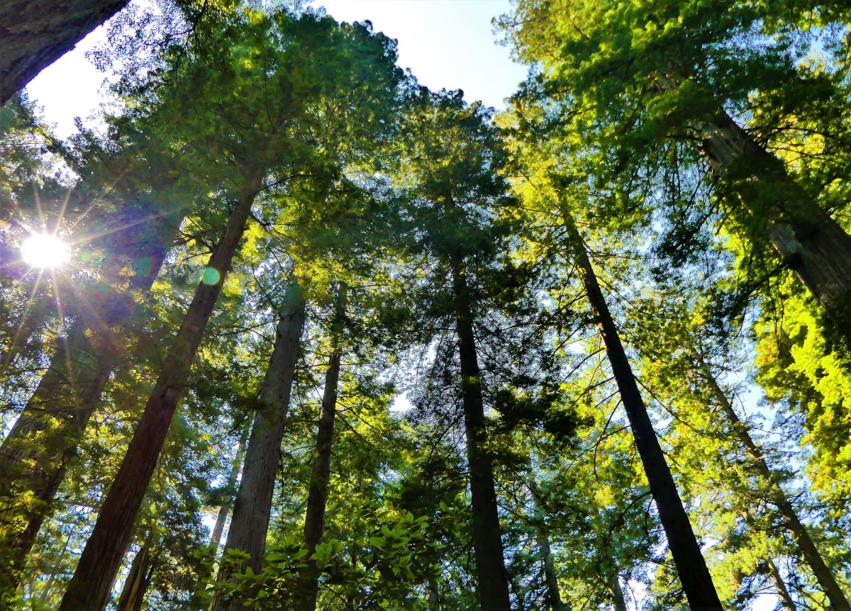 redwood grove