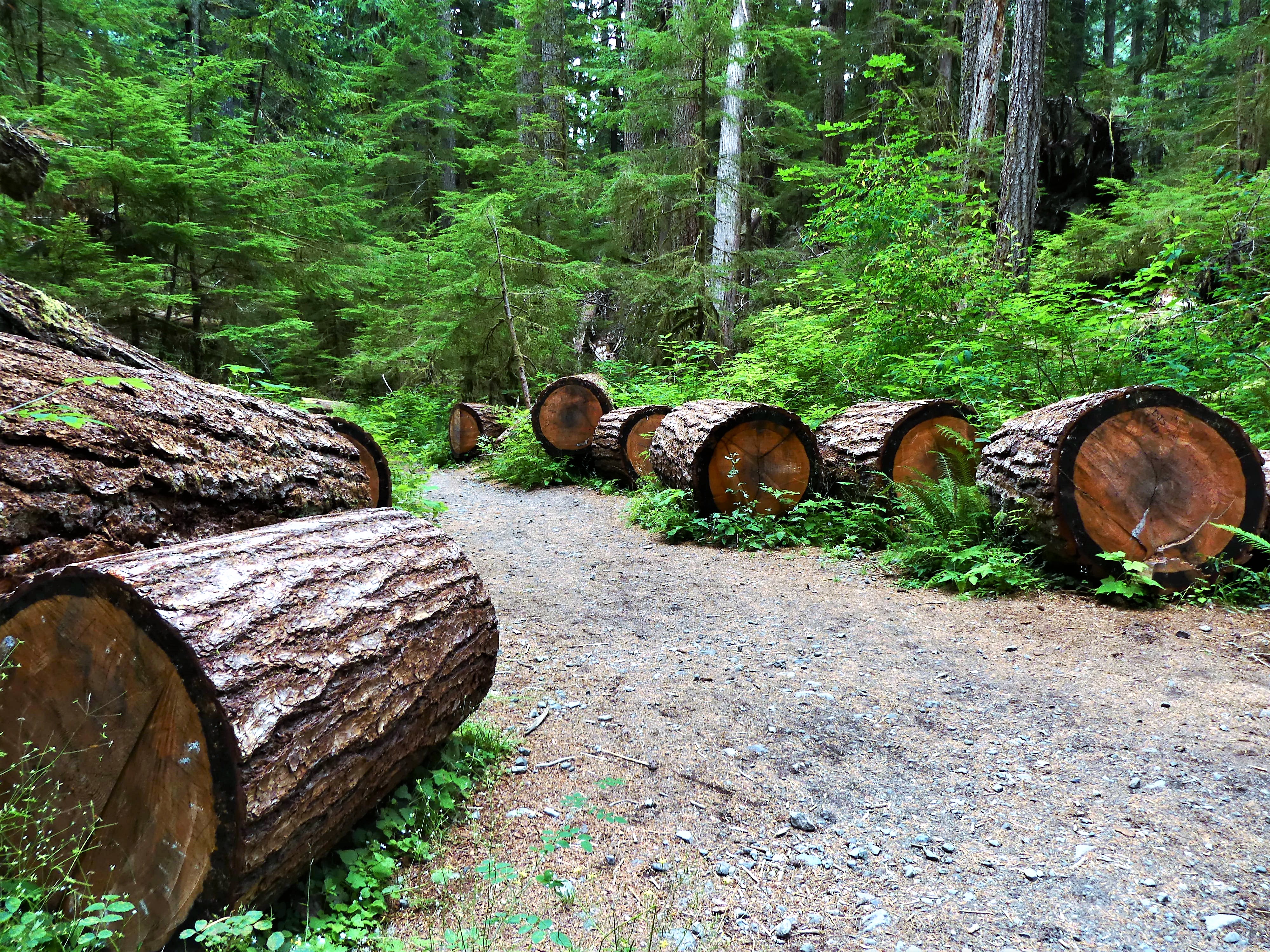 Stairhouse cedar logs