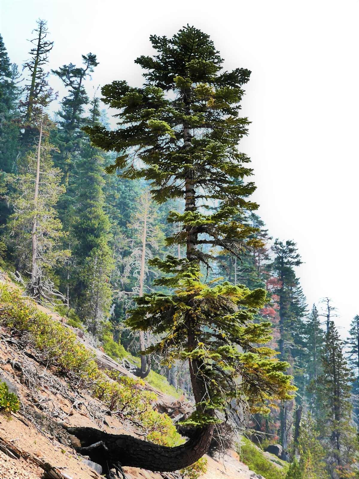 unusual tree behavior