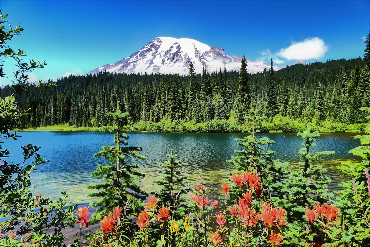 wildflowers and Ranier (2)