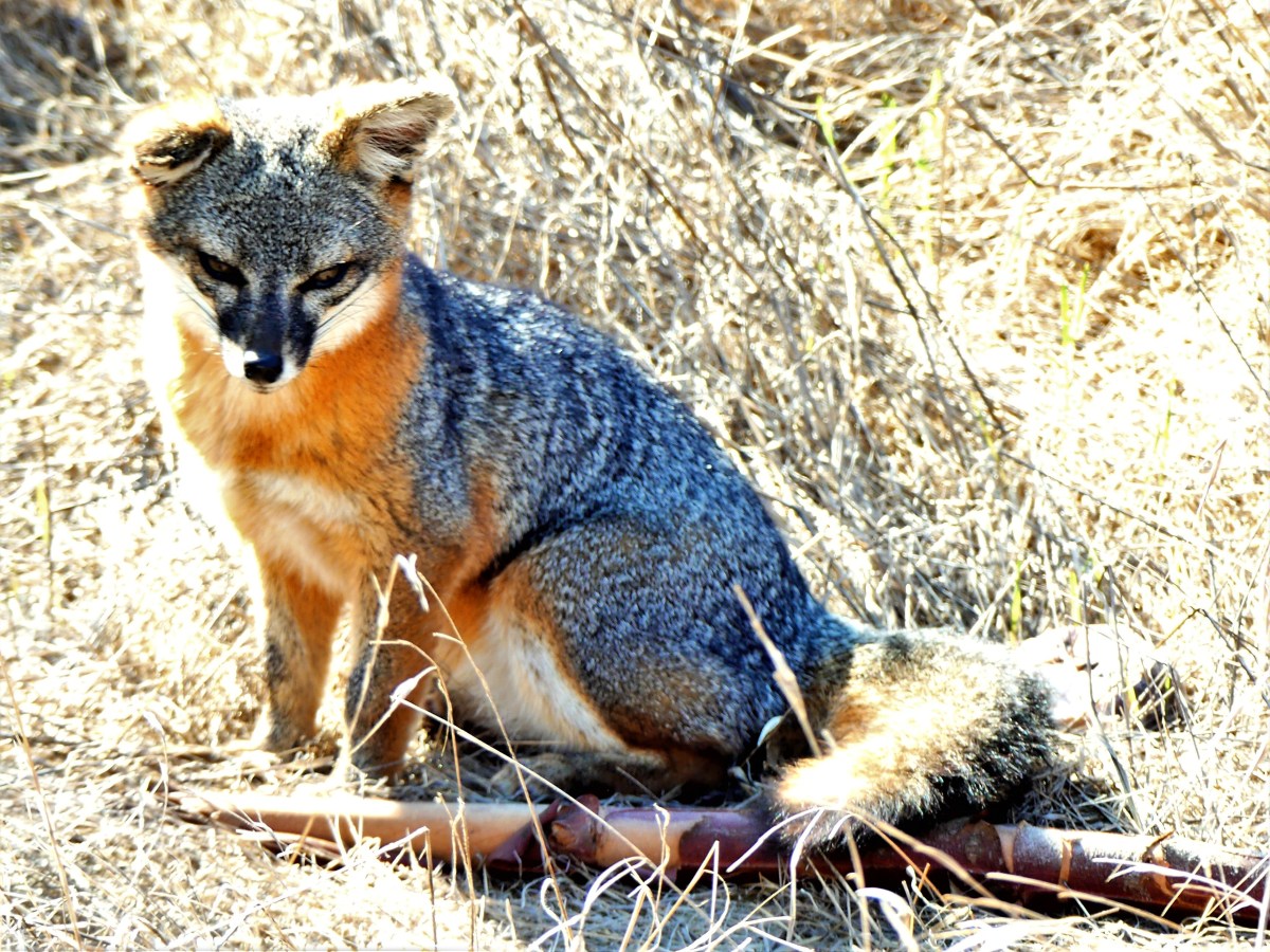 Island fox