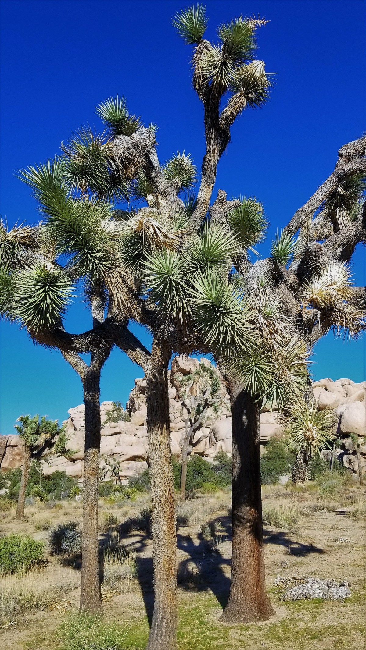 Joshua tree frame (2)