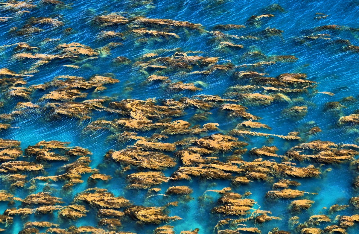 Kelp forest