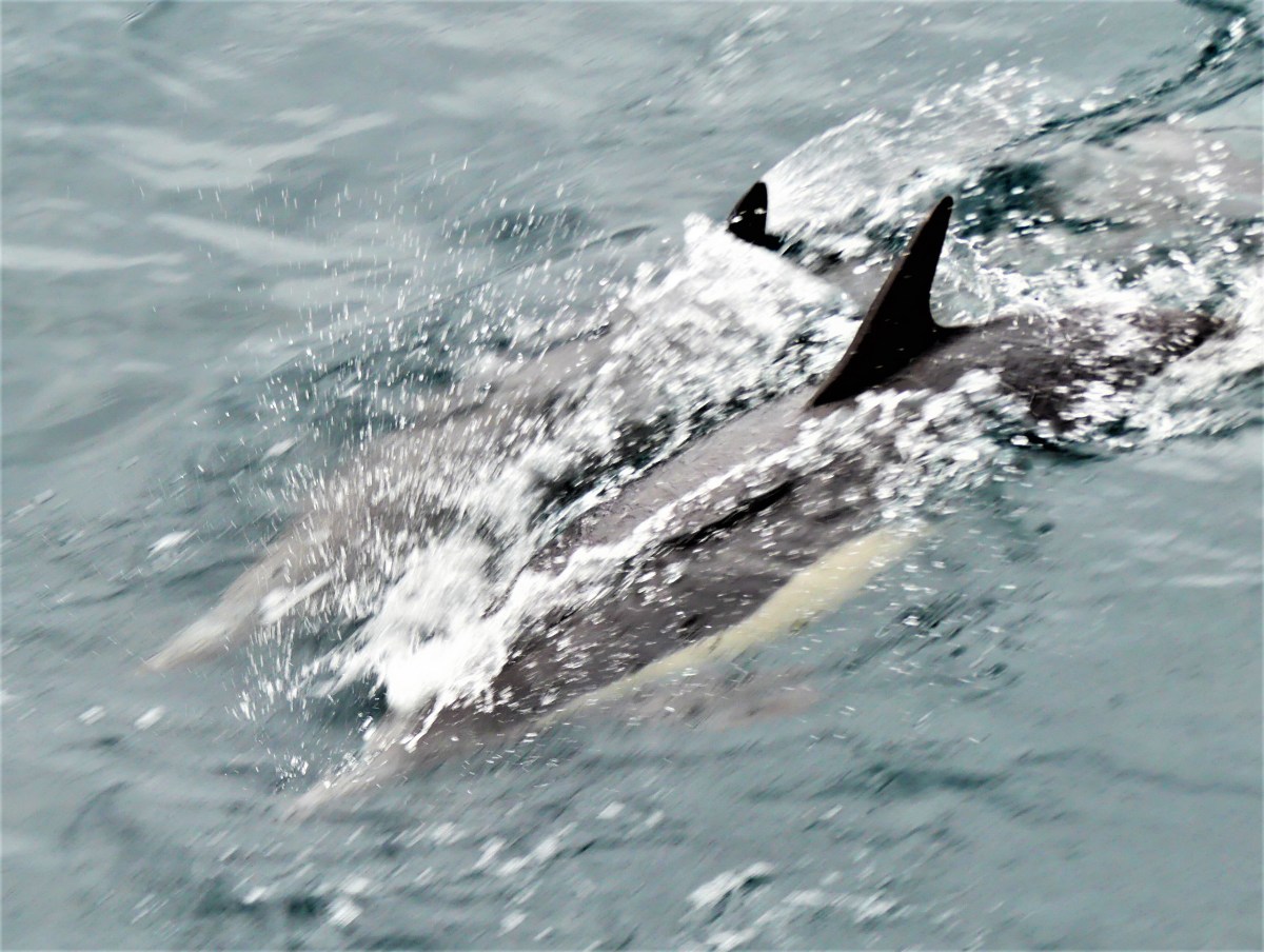 pair of bottlenose dolphins