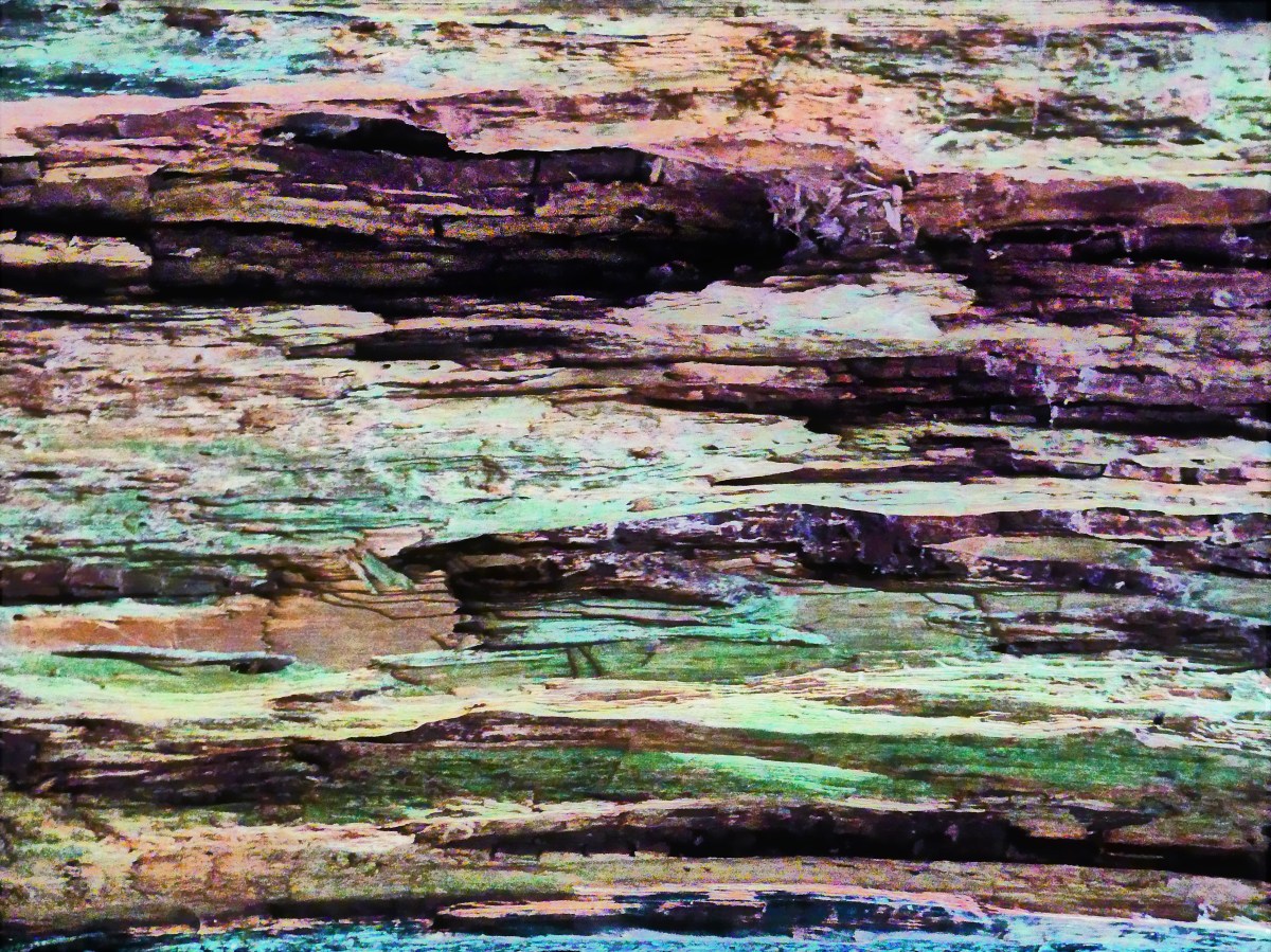 rotting bark