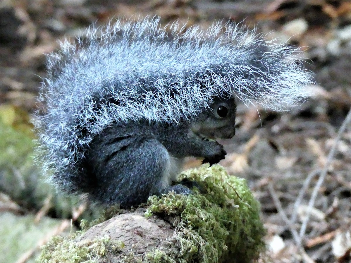 squirel tail