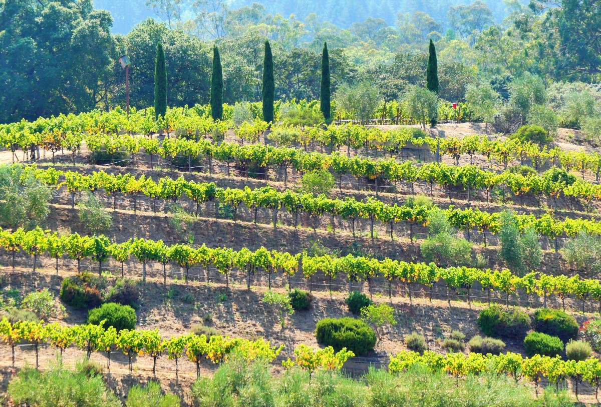 terraced vineyards