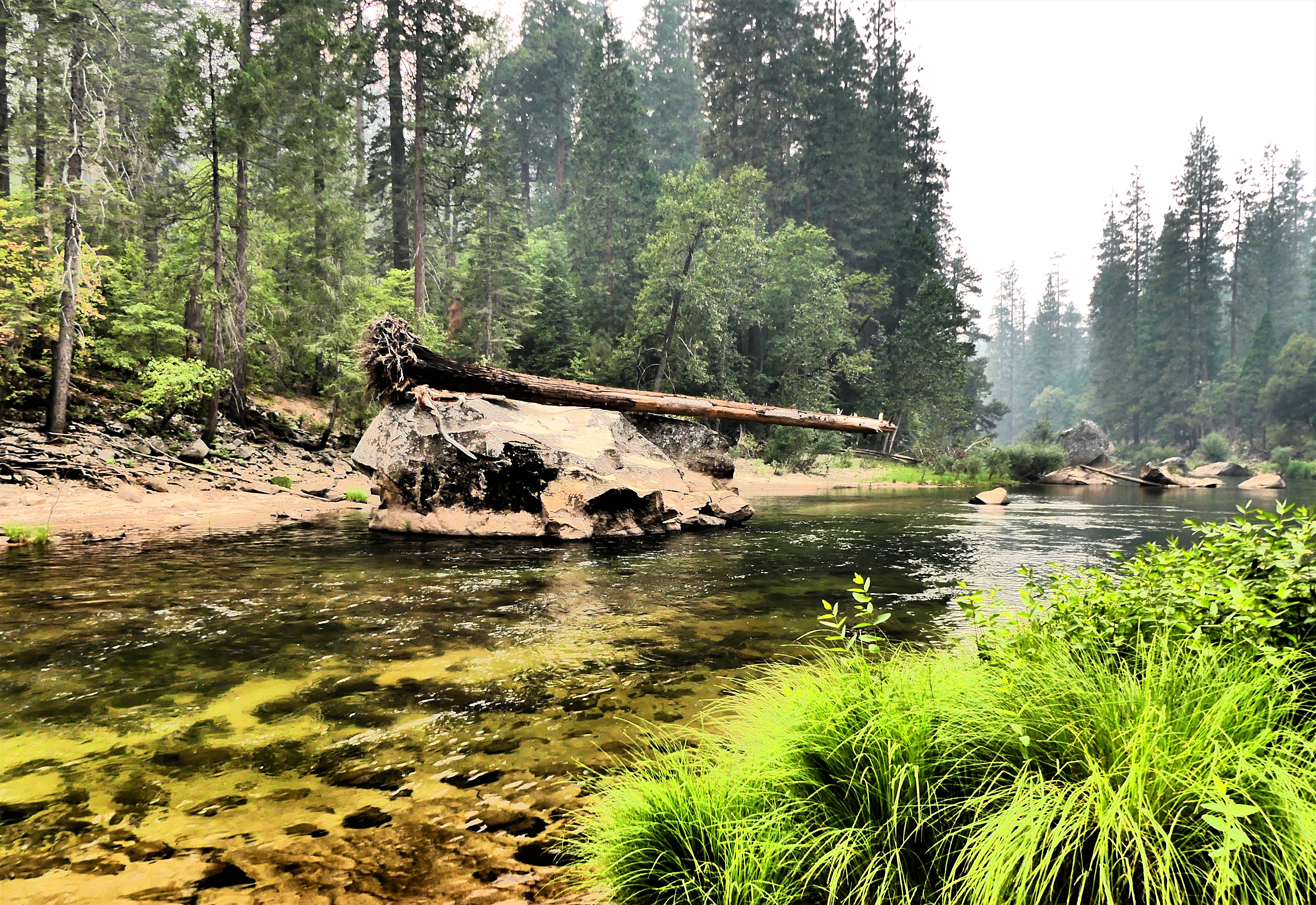 tree balanced on rock