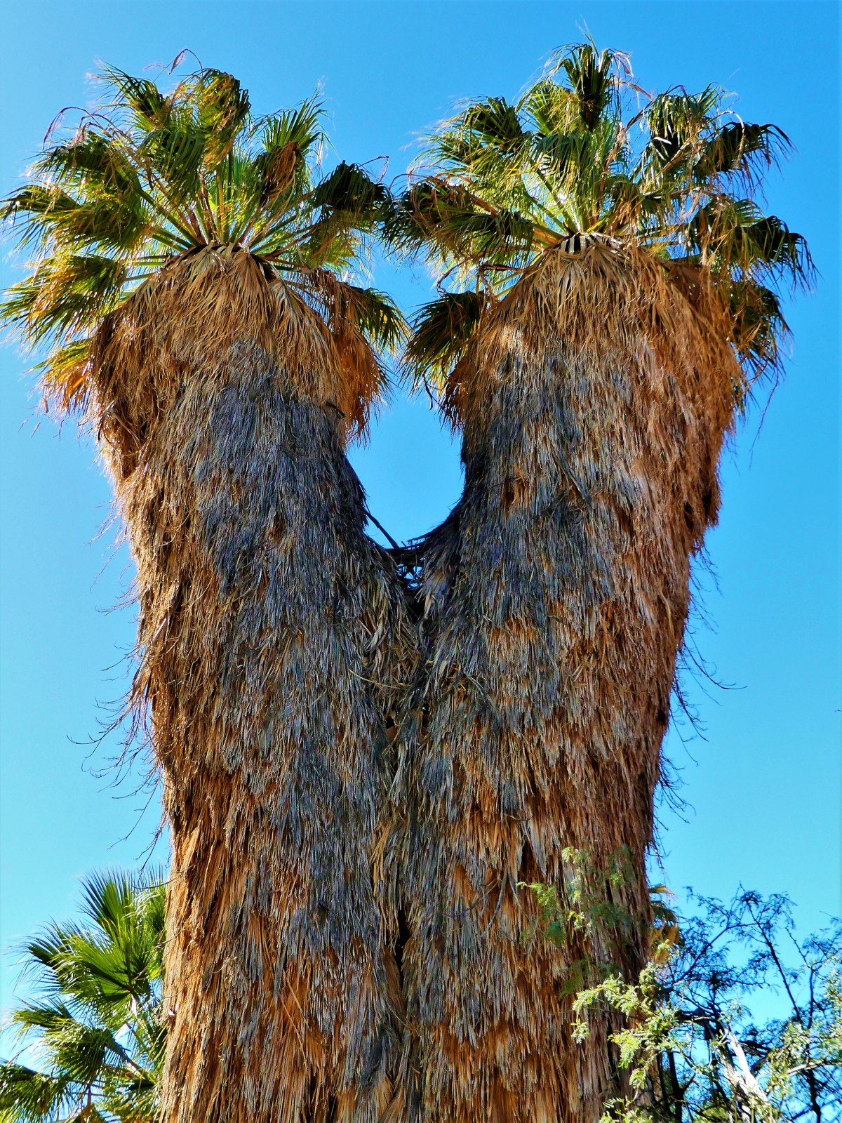 twin palms