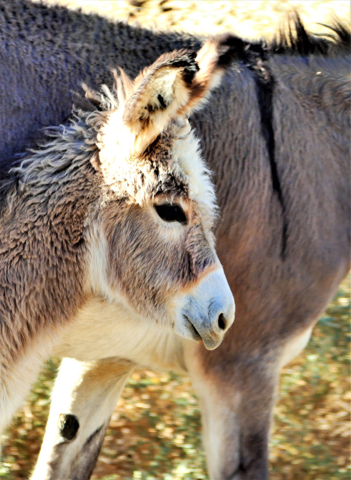 baby mule.jpg
