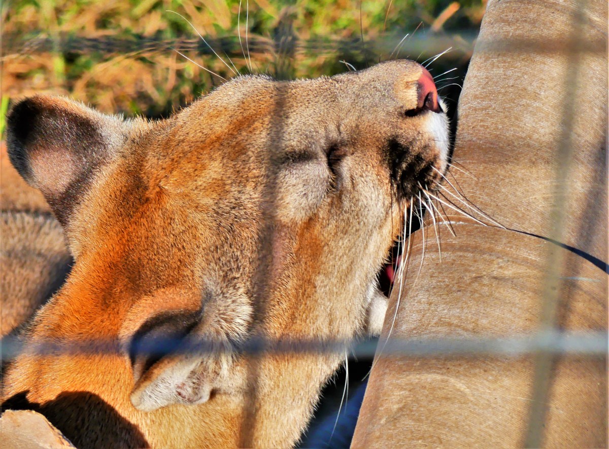 cougar gnawing on cardboard tubing