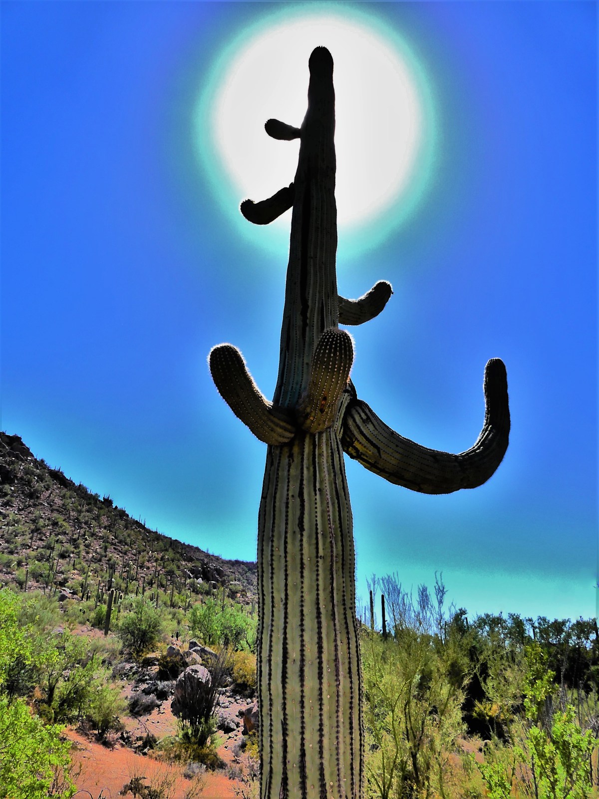 key light saguaro (2)