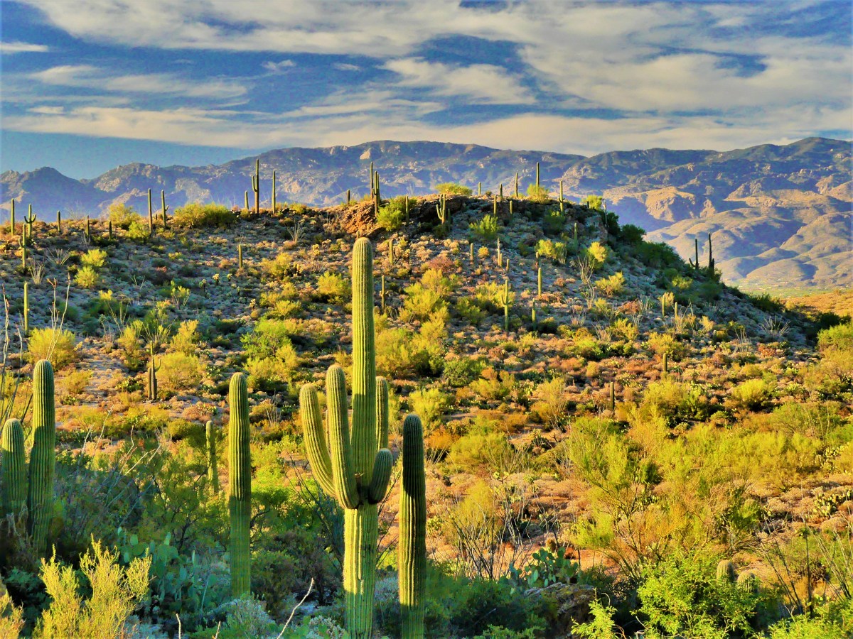 western sun across the desert