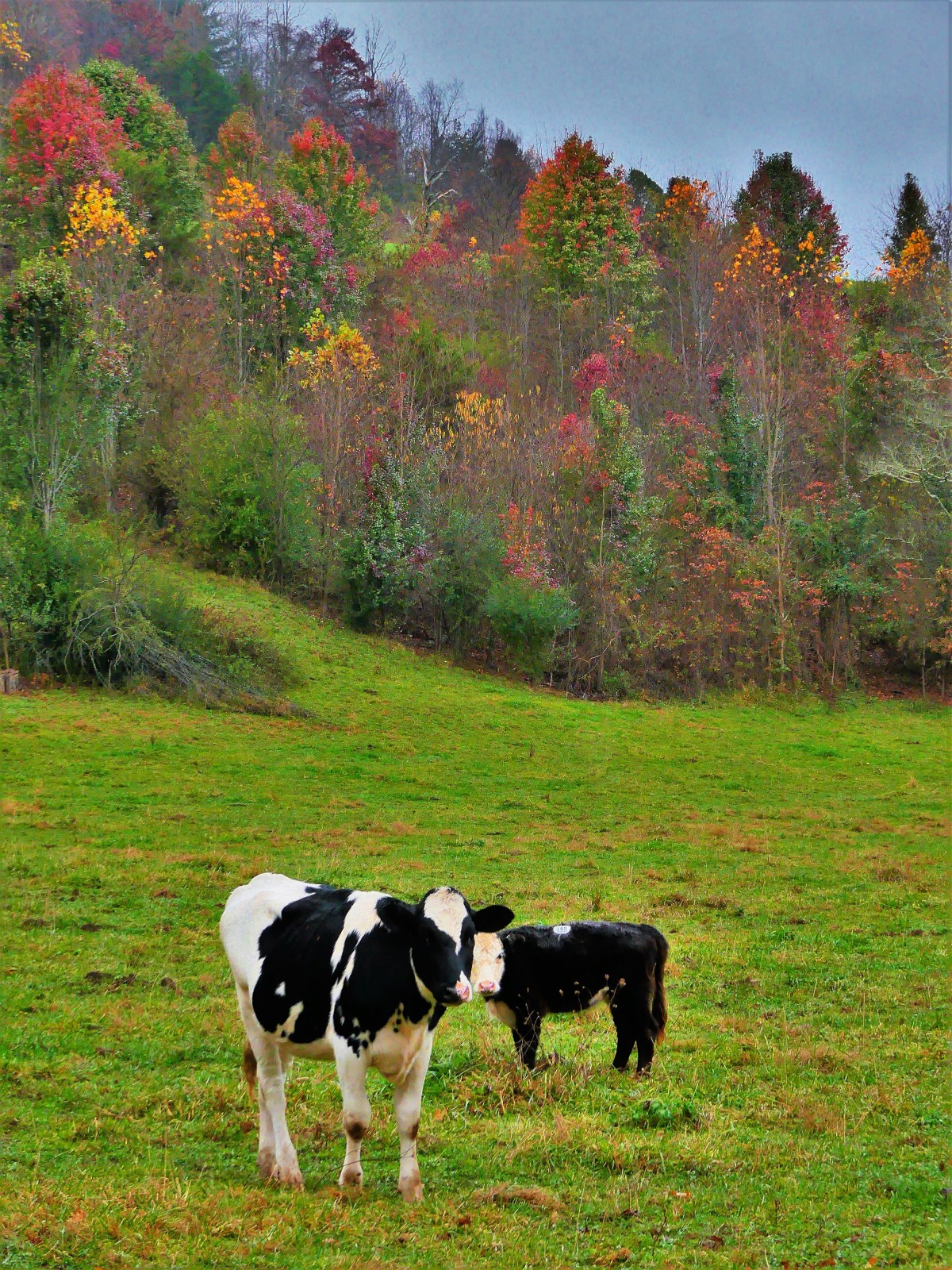 autumn cows