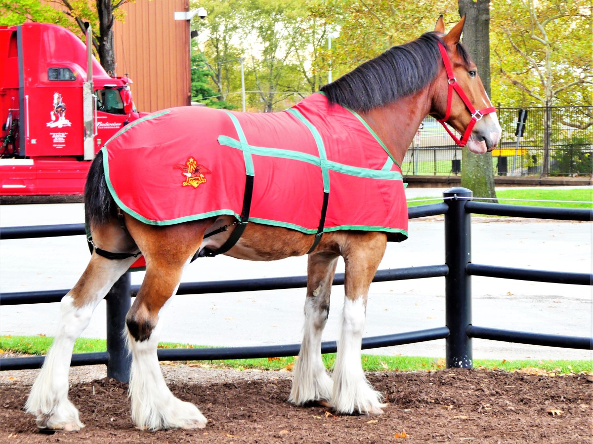 Clydesdale posing