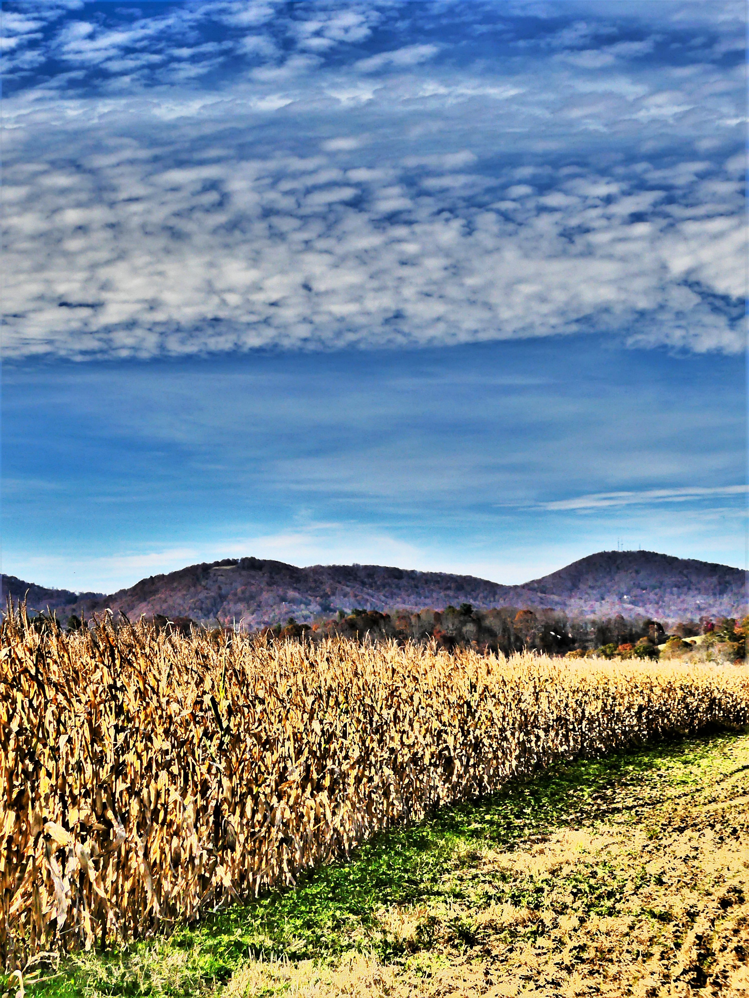 cornfield