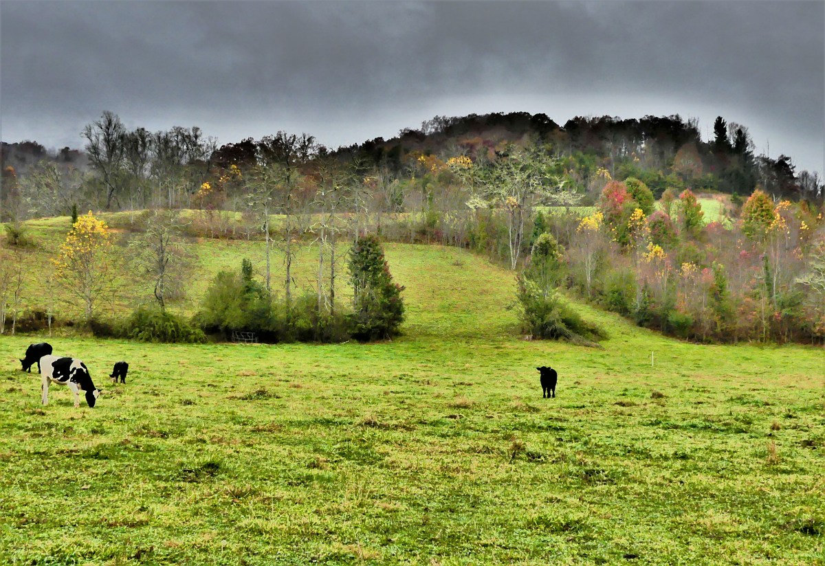pastureland