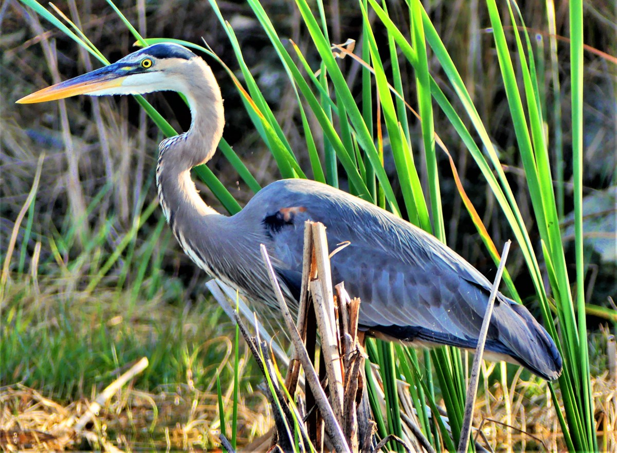 blue heron