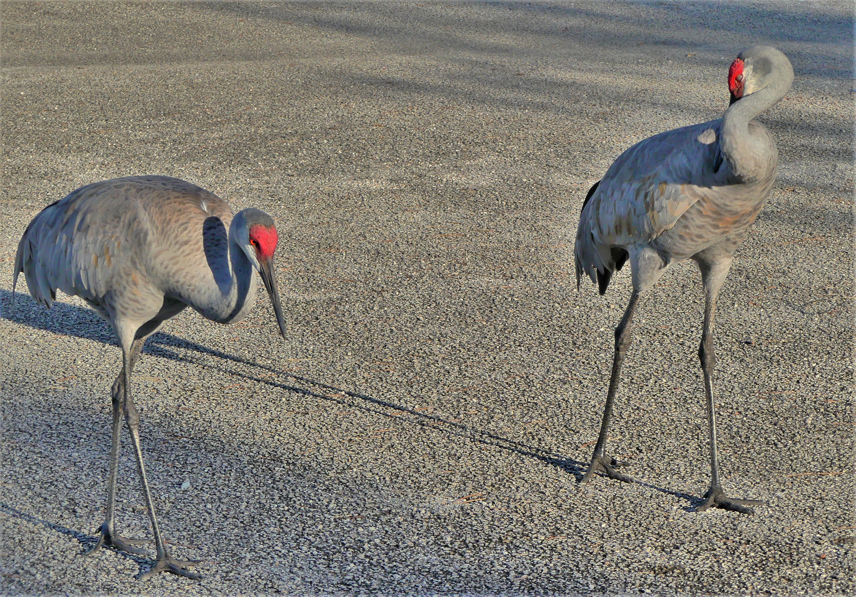 sandhill cranes
