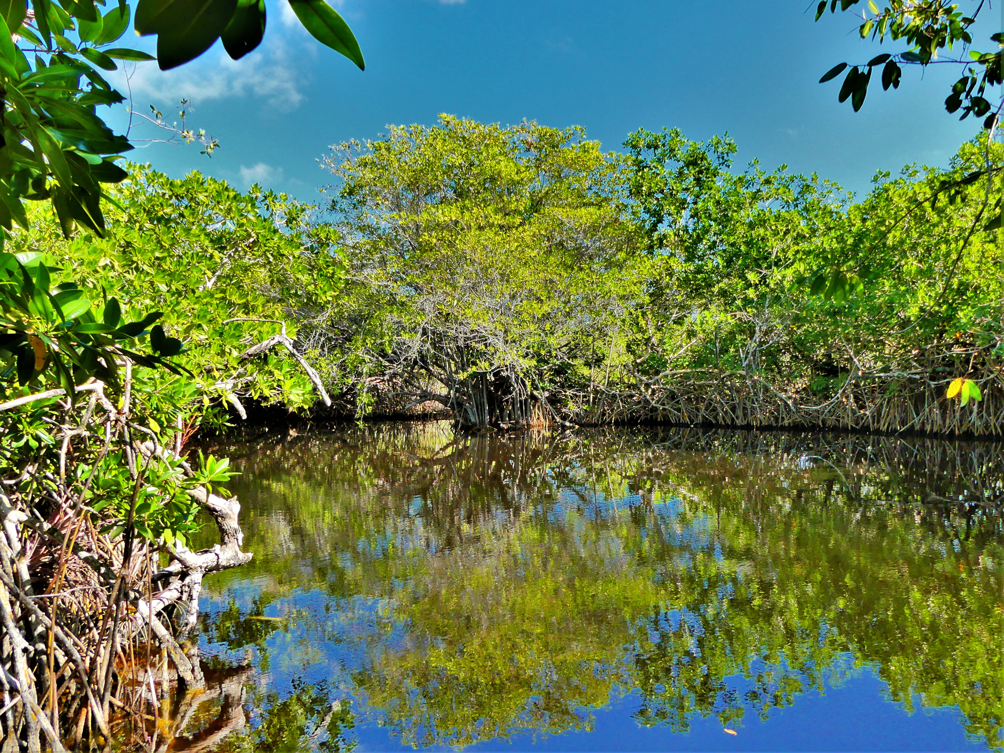 cenote Hondo.jpg