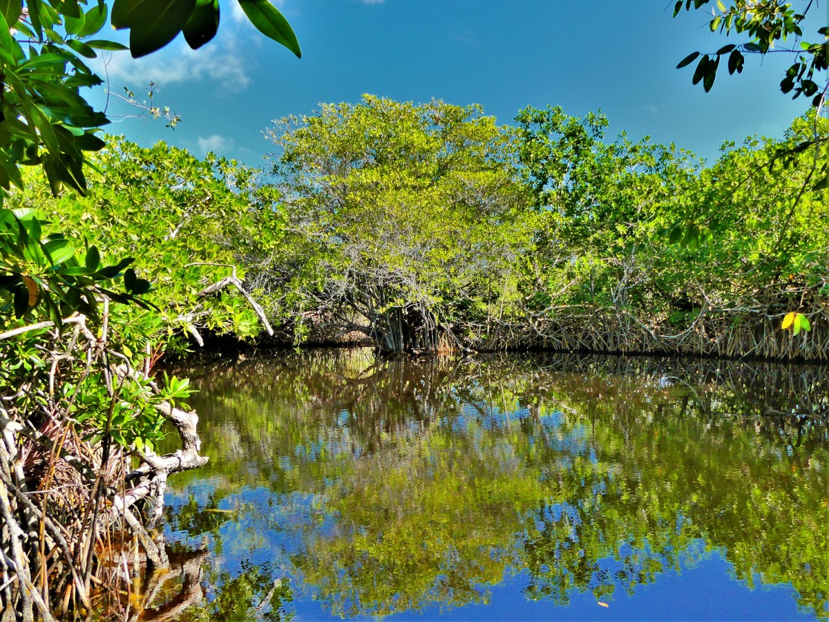 cenote Hondo.jpg