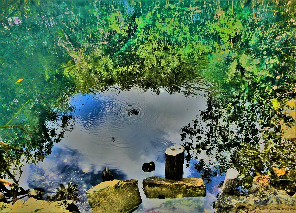 cenote orchideo1.jpg