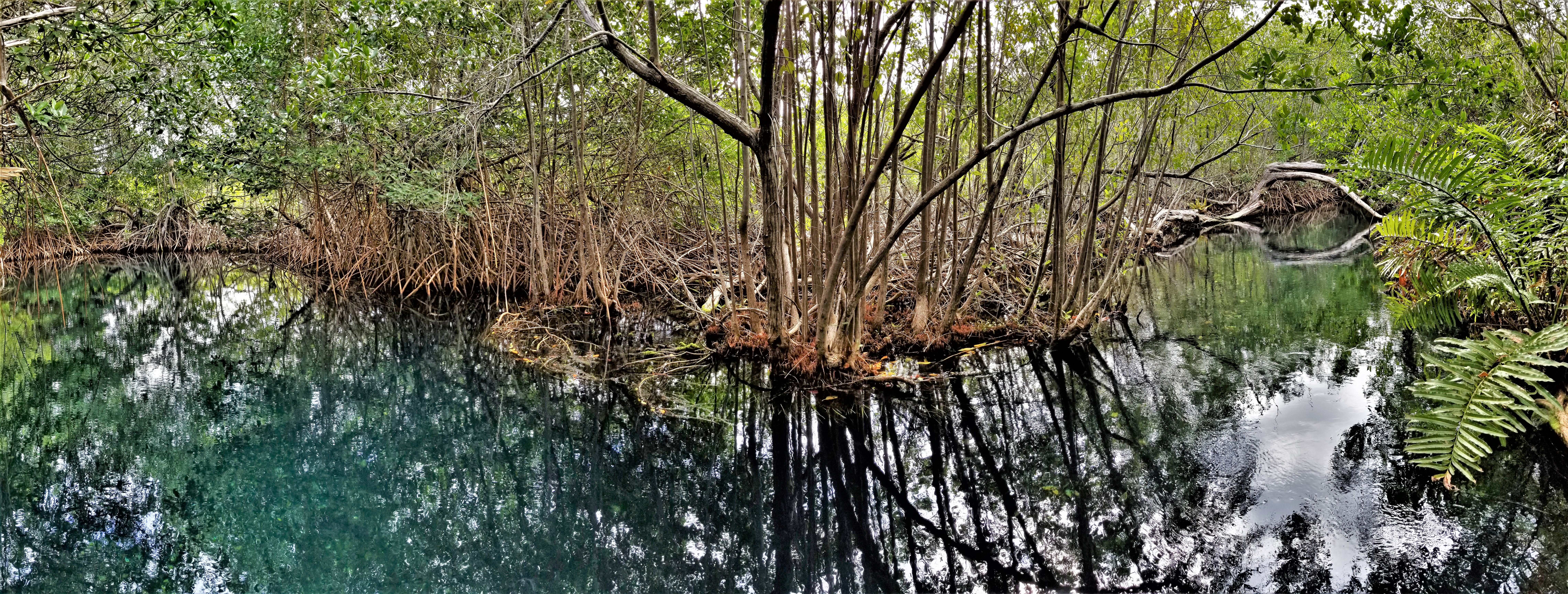 cenote river.jpg